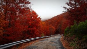 road, autumn, travel-8395119.jpg